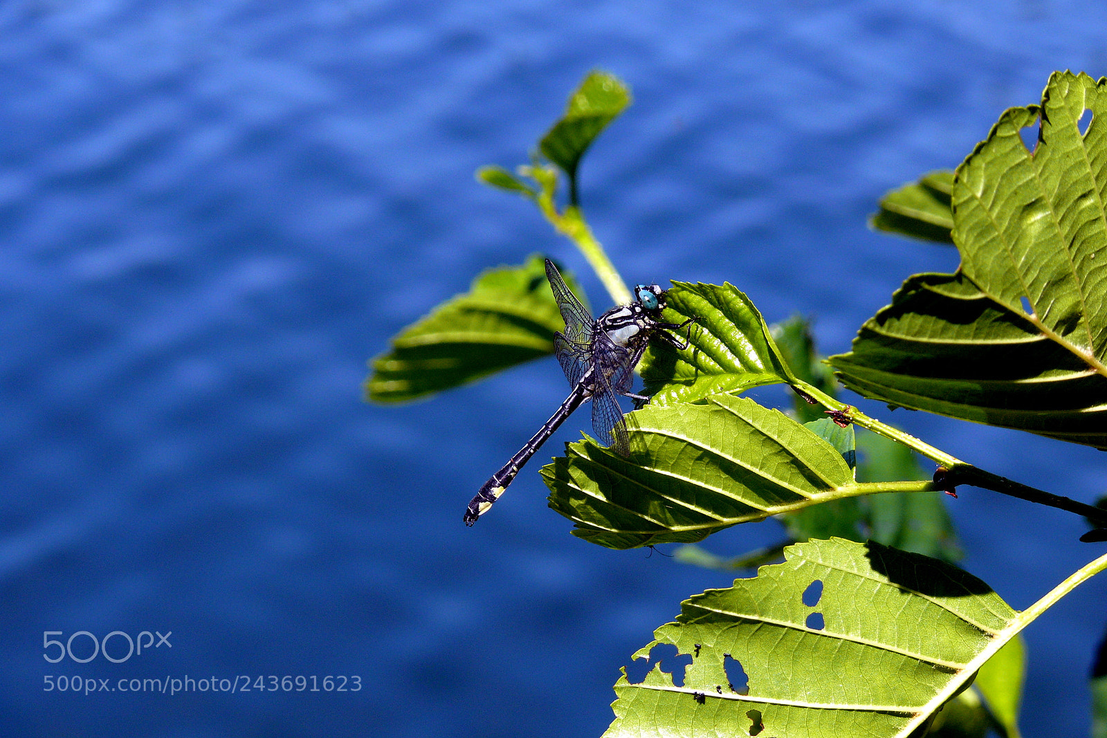Panasonic DMC-FZ50 sample photo. Dragonfly photography