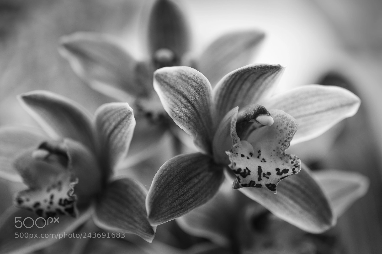 Fujifilm X-Pro2 sample photo. Mono orchid photography