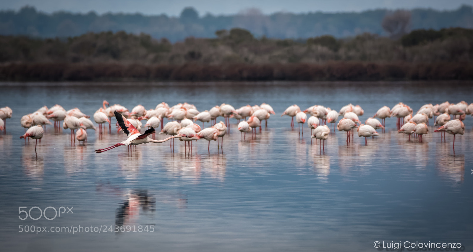 Nikon D7100 sample photo. The flying flamingo photography