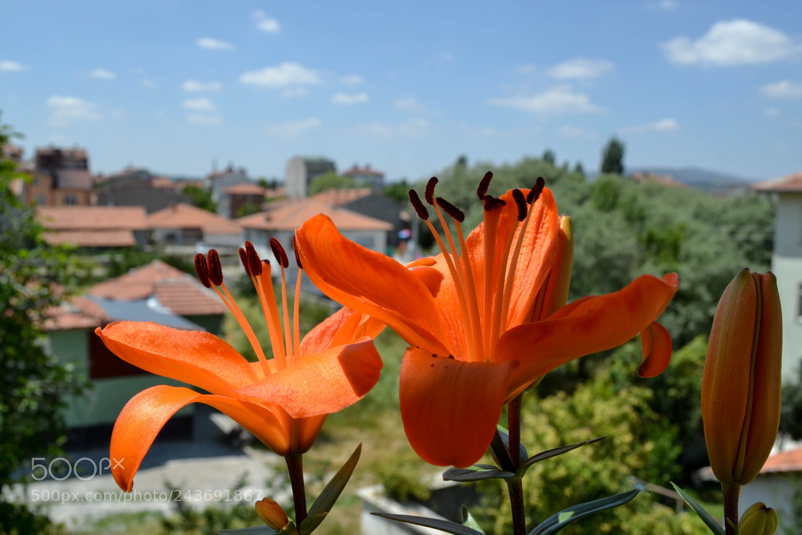 Nikon D3100 sample photo. Orange lily flower photography