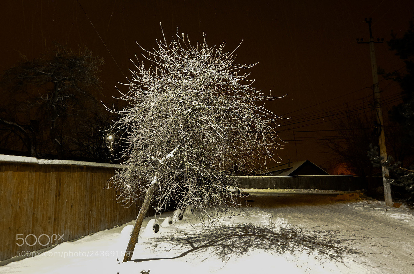 Pentax K-30 sample photo. Lonely tree photography