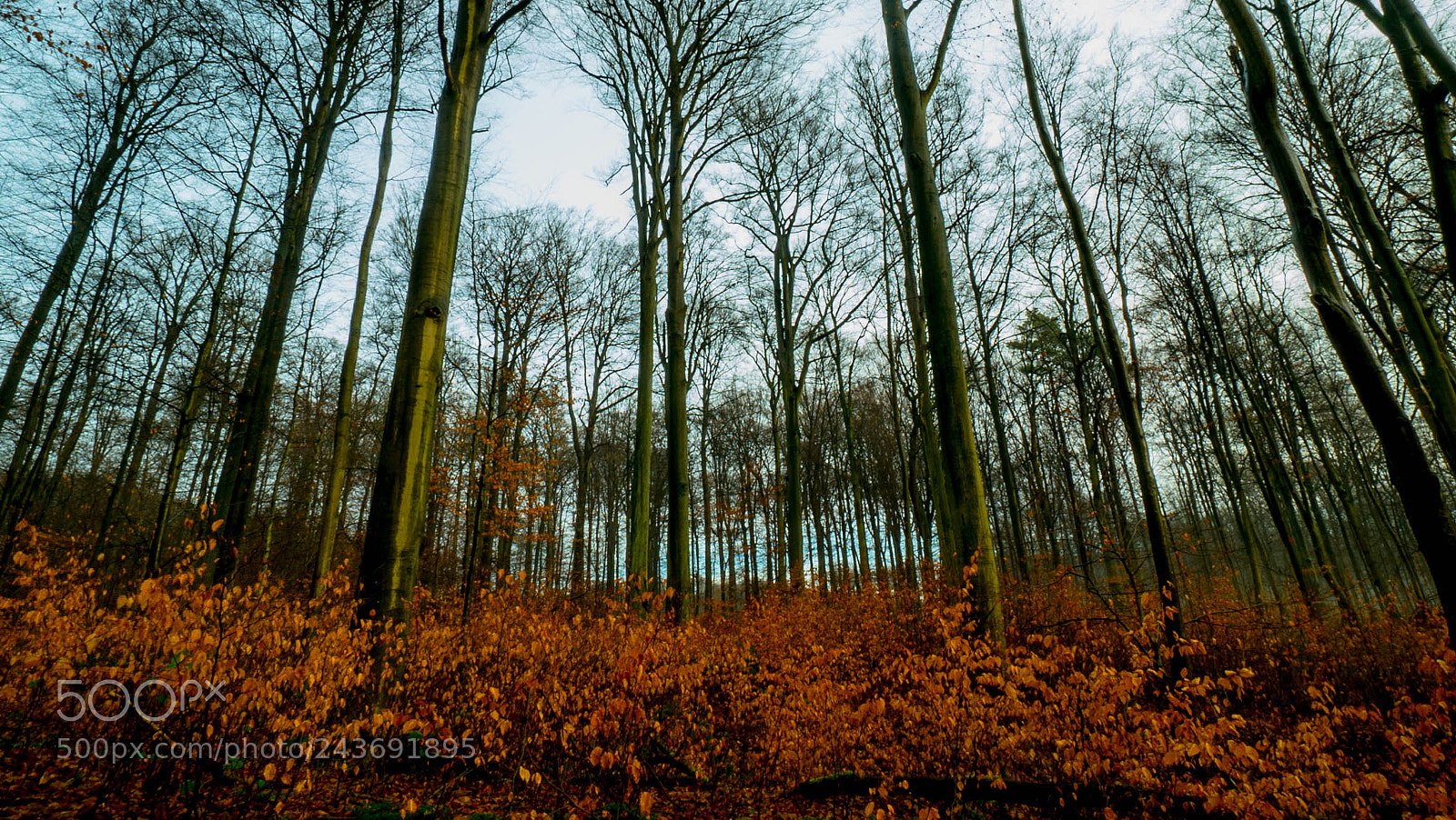 Sony a7S sample photo. For t de soignes photography