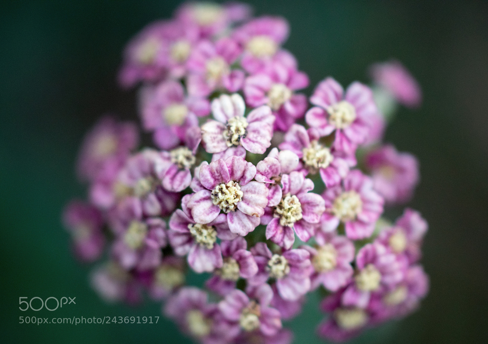 Sony SLT-A68 sample photo. A little pink photography