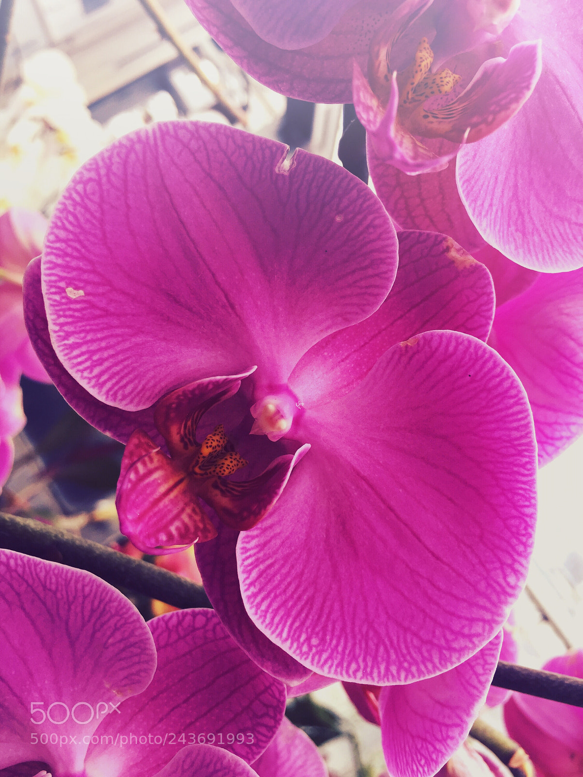Apple iPhone 6 sample photo. Imperfection is perfection photography