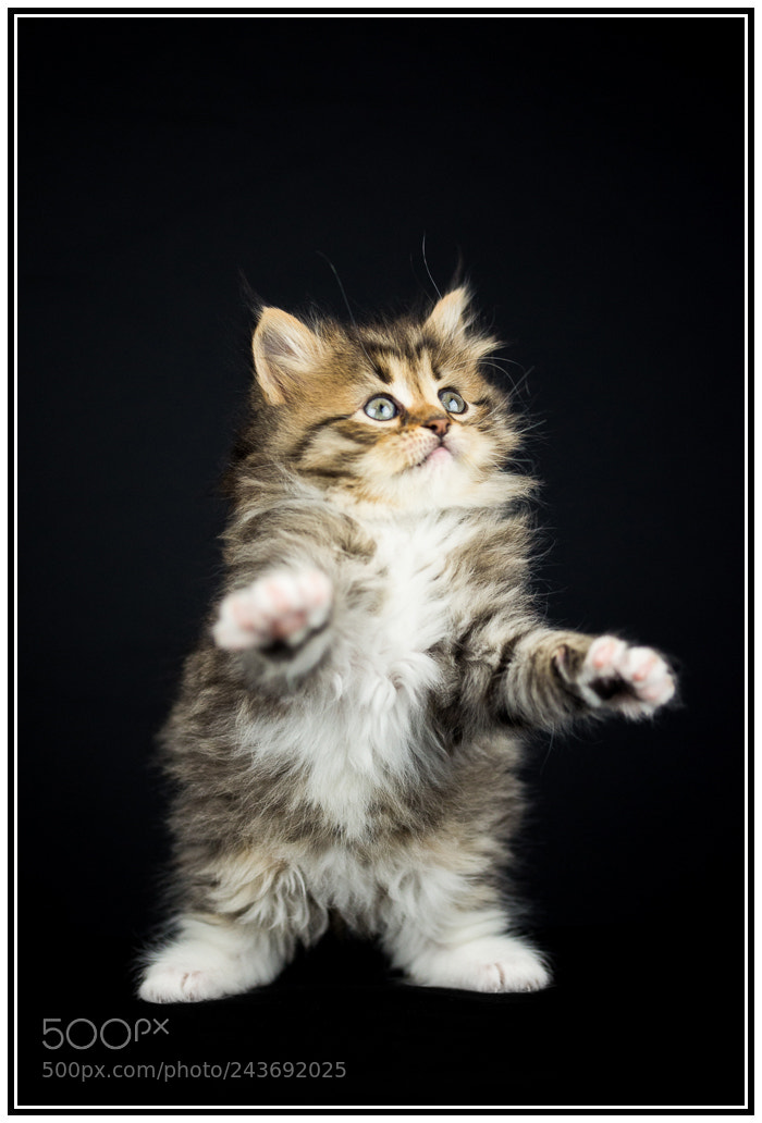 Nikon D610 sample photo. Siberiano photography