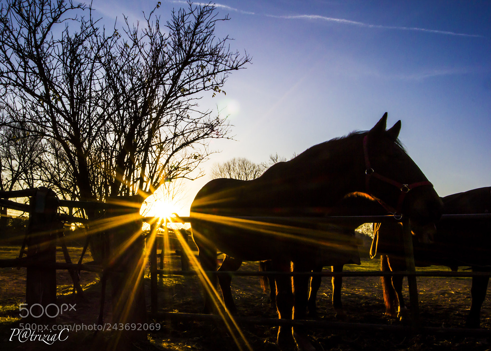 Canon EOS 60D sample photo. #horses# photography