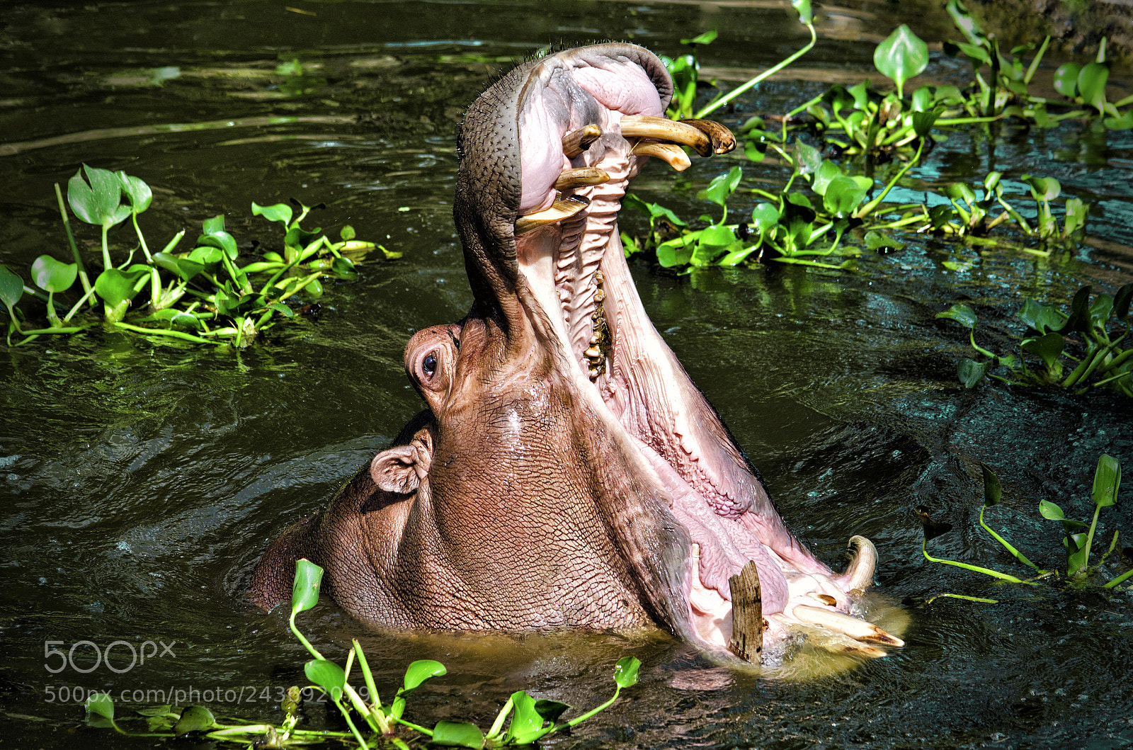 Nikon D5100 sample photo. Scream photography