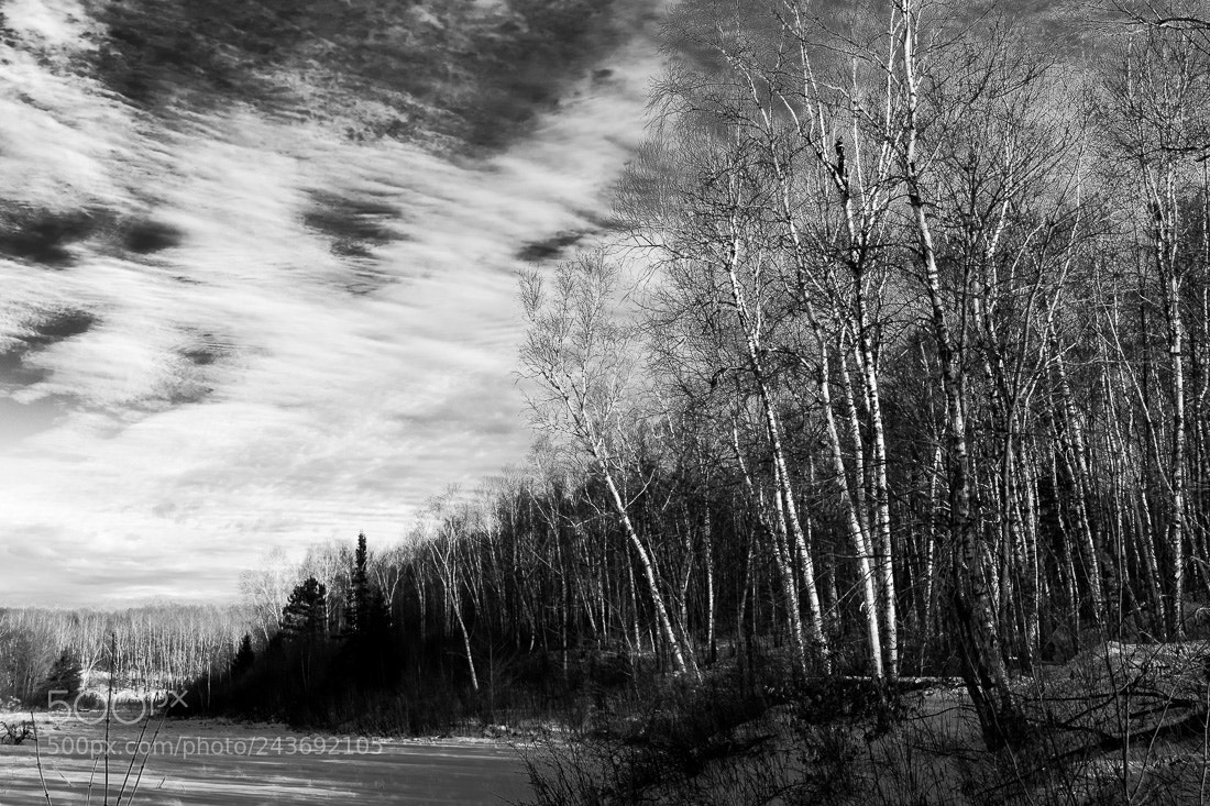 Nikon D5500 sample photo. Birches and wetland, hand photography