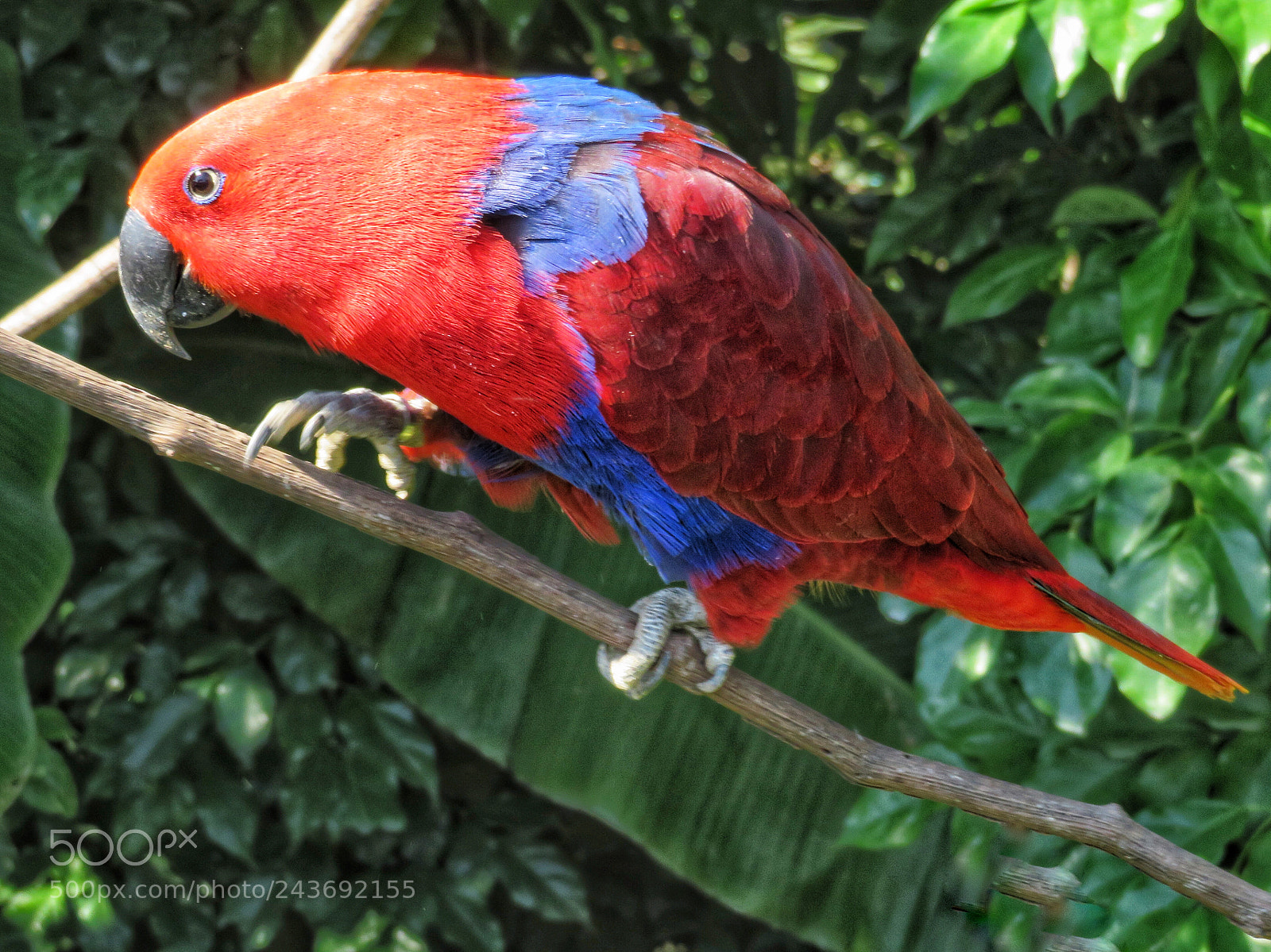 Canon PowerShot SX720 HS sample photo. Eclectus parrot photography