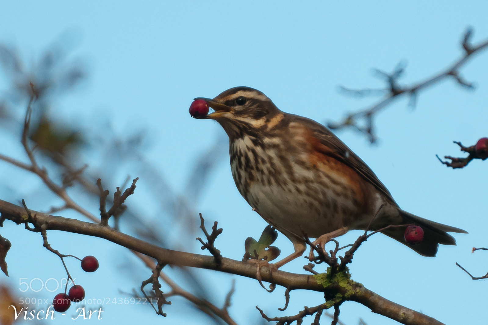 Nikon D300S sample photo. Koperwiek (turdus iliacus) photography