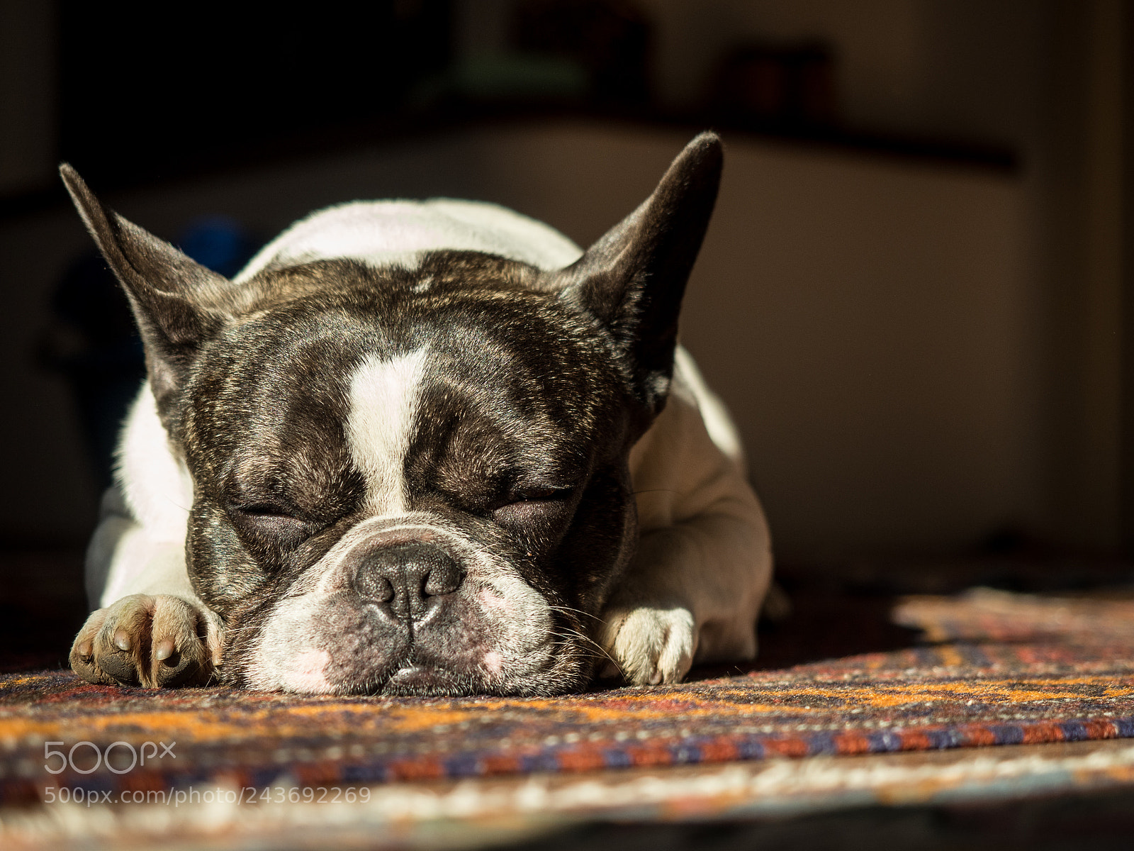 Olympus OM-D E-M10 sample photo. Louis the bulldog photography