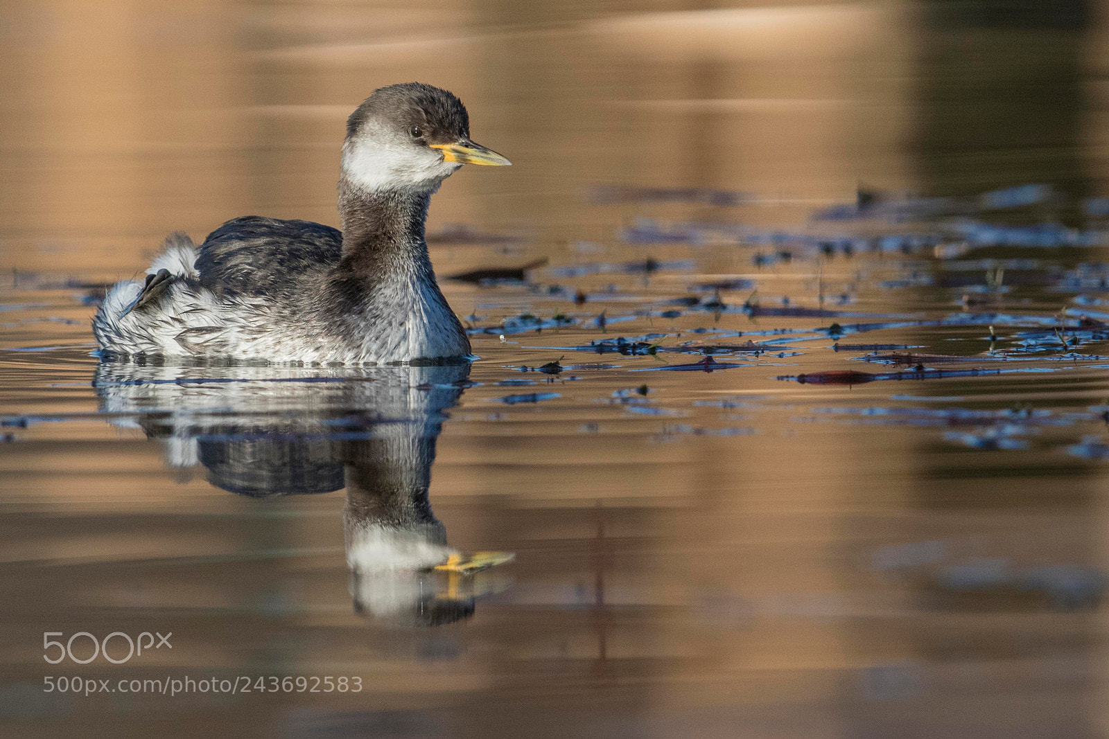 Canon EOS 7D Mark II sample photo. Red necked grebe photography