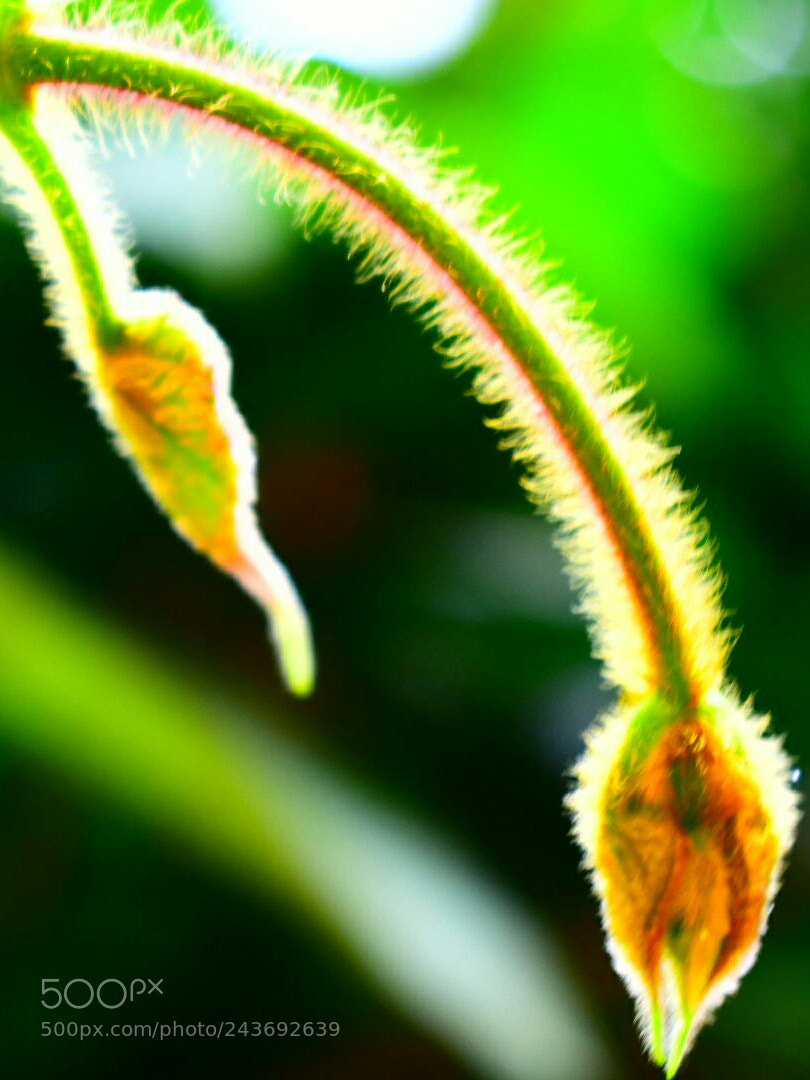Nikon D5600 sample photo. Hairy plant photography