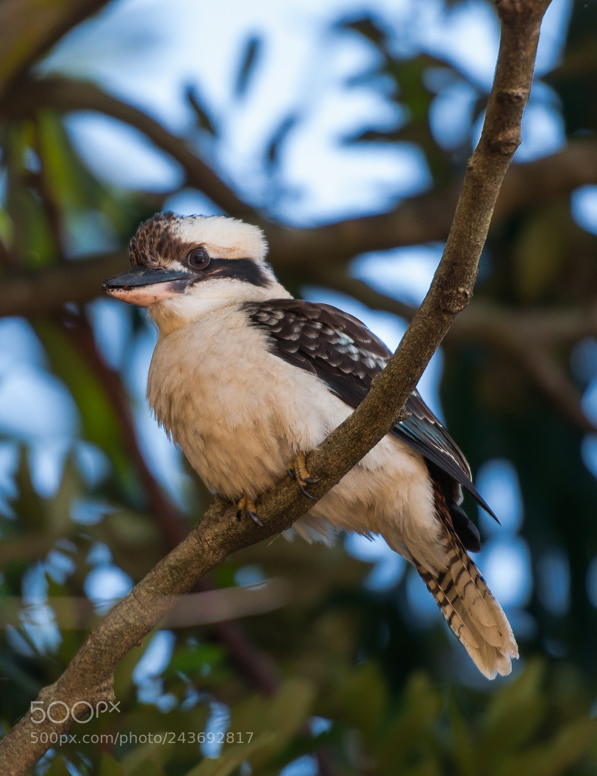 Nikon D300 sample photo. Kookaburra photography
