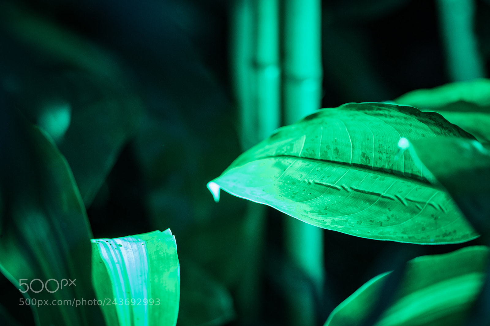 Sony a6500 sample photo. Glowing green photography