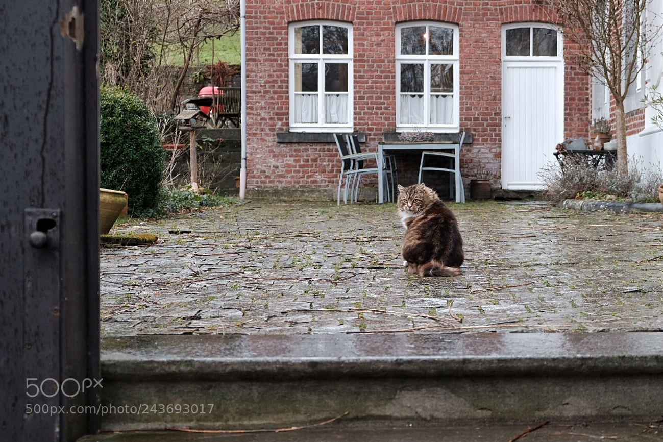 Fujifilm X-Pro2 sample photo. Katze photography
