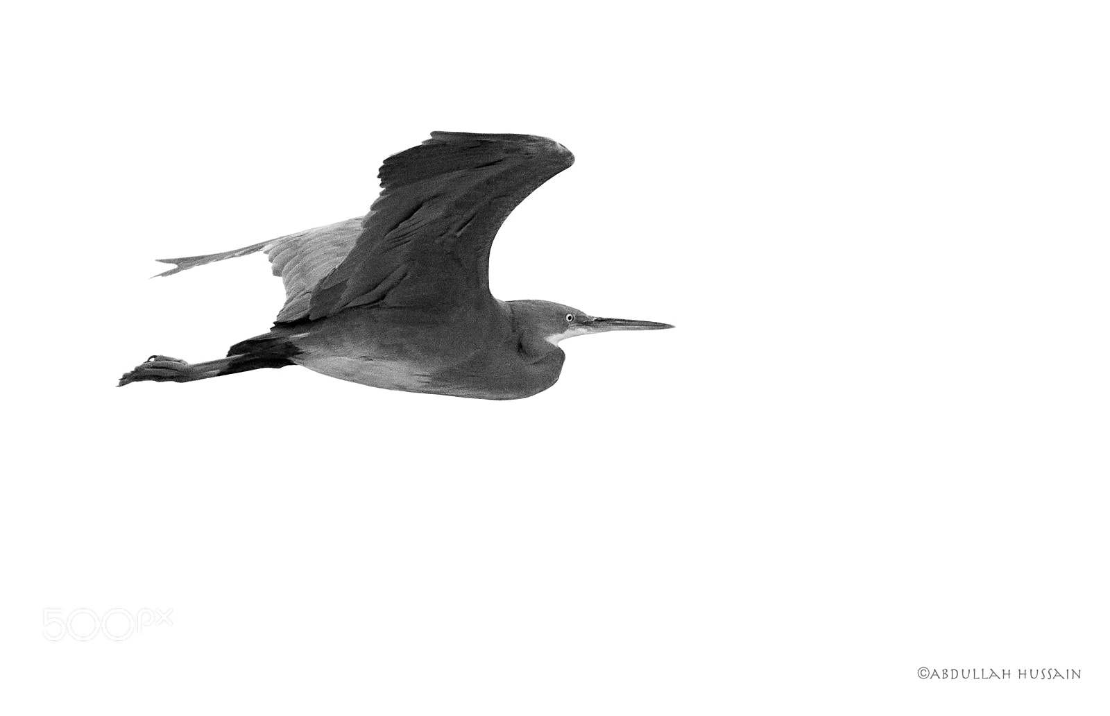 Nikon D7100 sample photo. Heron photography