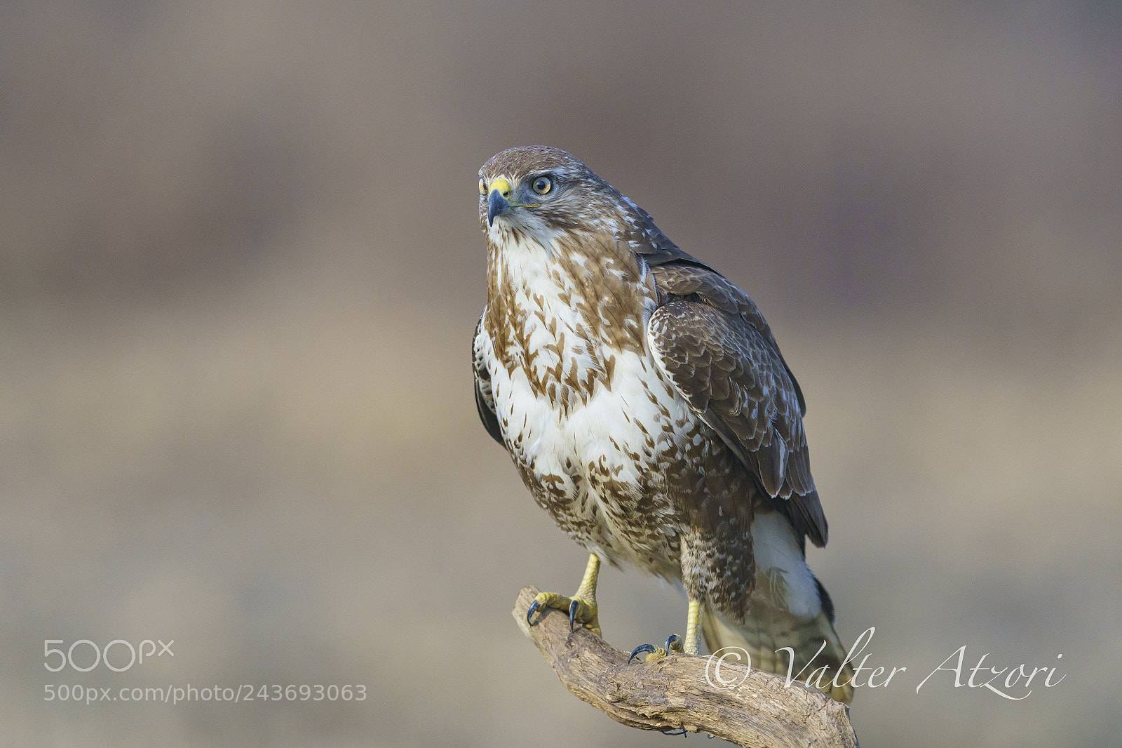 Sony a9 sample photo. Buzzard photography
