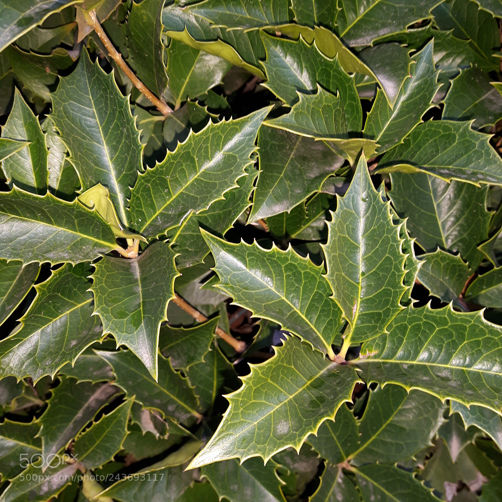 Samsung Galaxy S5 Neo sample photo. Green and prickly photography