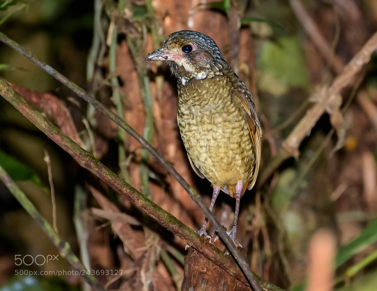 Nikon D7100 sample photo. Variegated antpitta photography