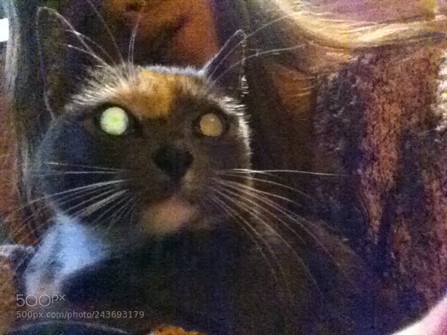 Apple iPhone 4 sample photo. Img photography