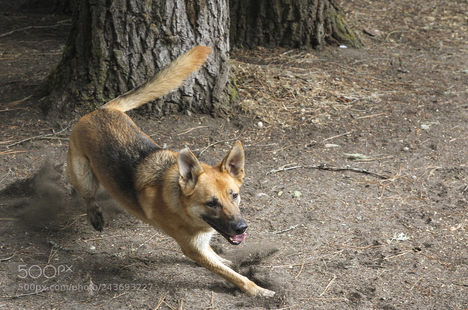 Canon EOS-1D Mark IV sample photo. Ginger on the run photography