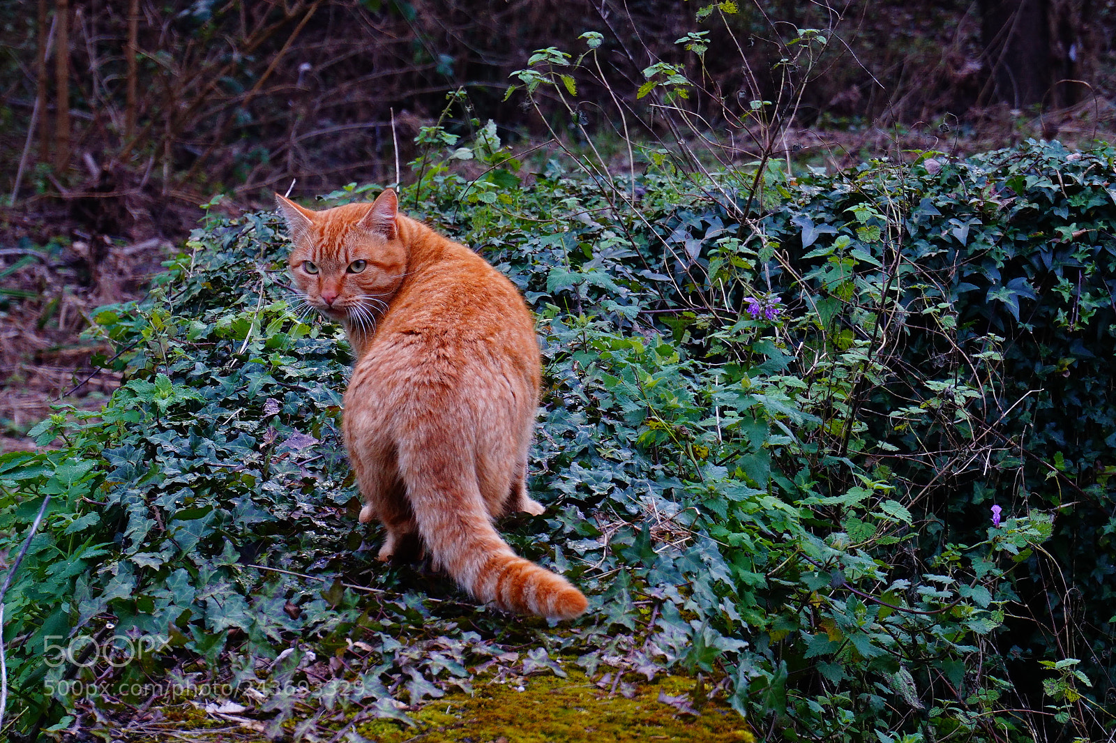 Sony Alpha a5000 (ILCE 5000) sample photo. Cat photography