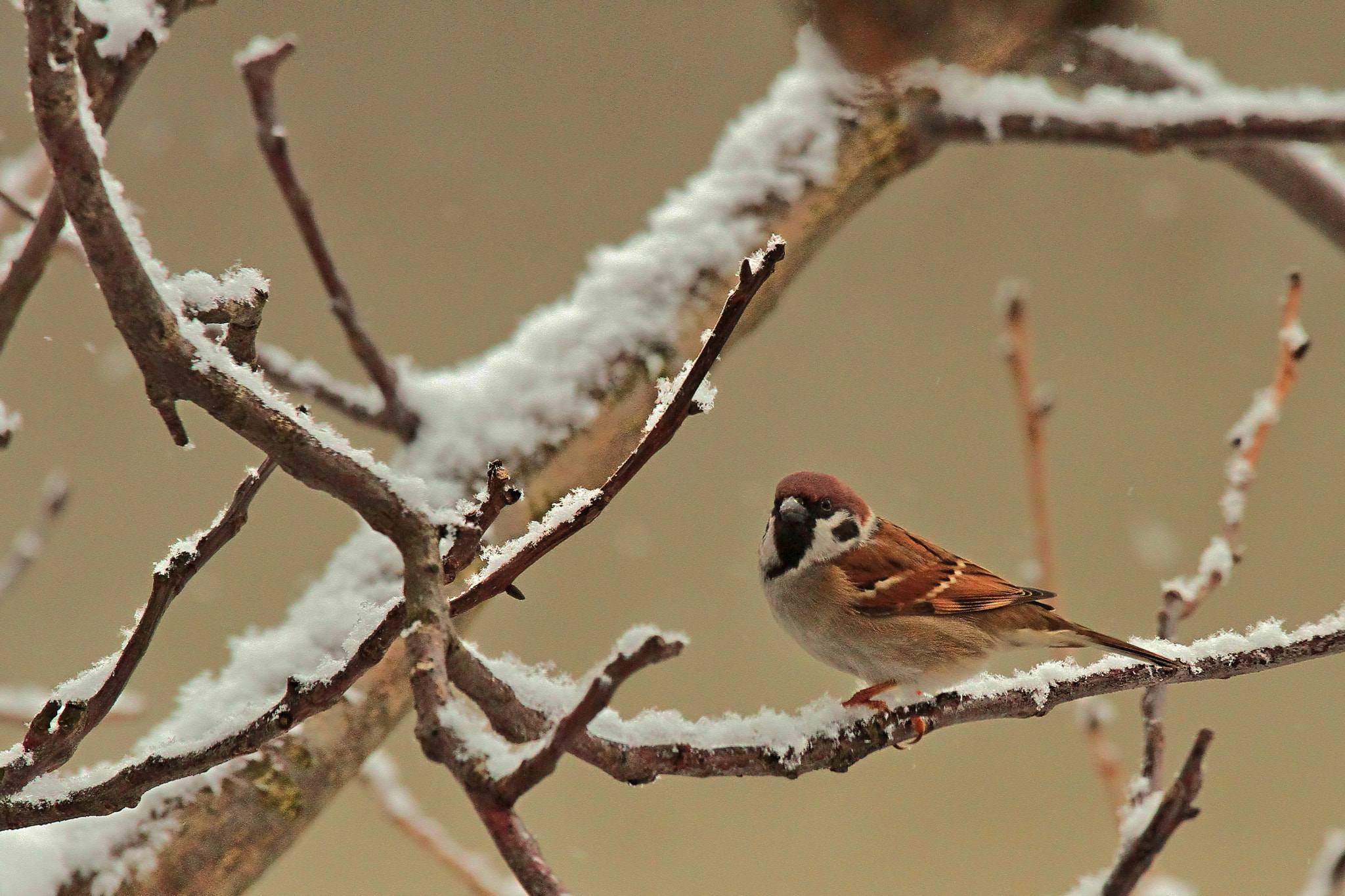 Canon EOS 7D + Canon EF 70-200mm F4L IS USM sample photo. Today photography