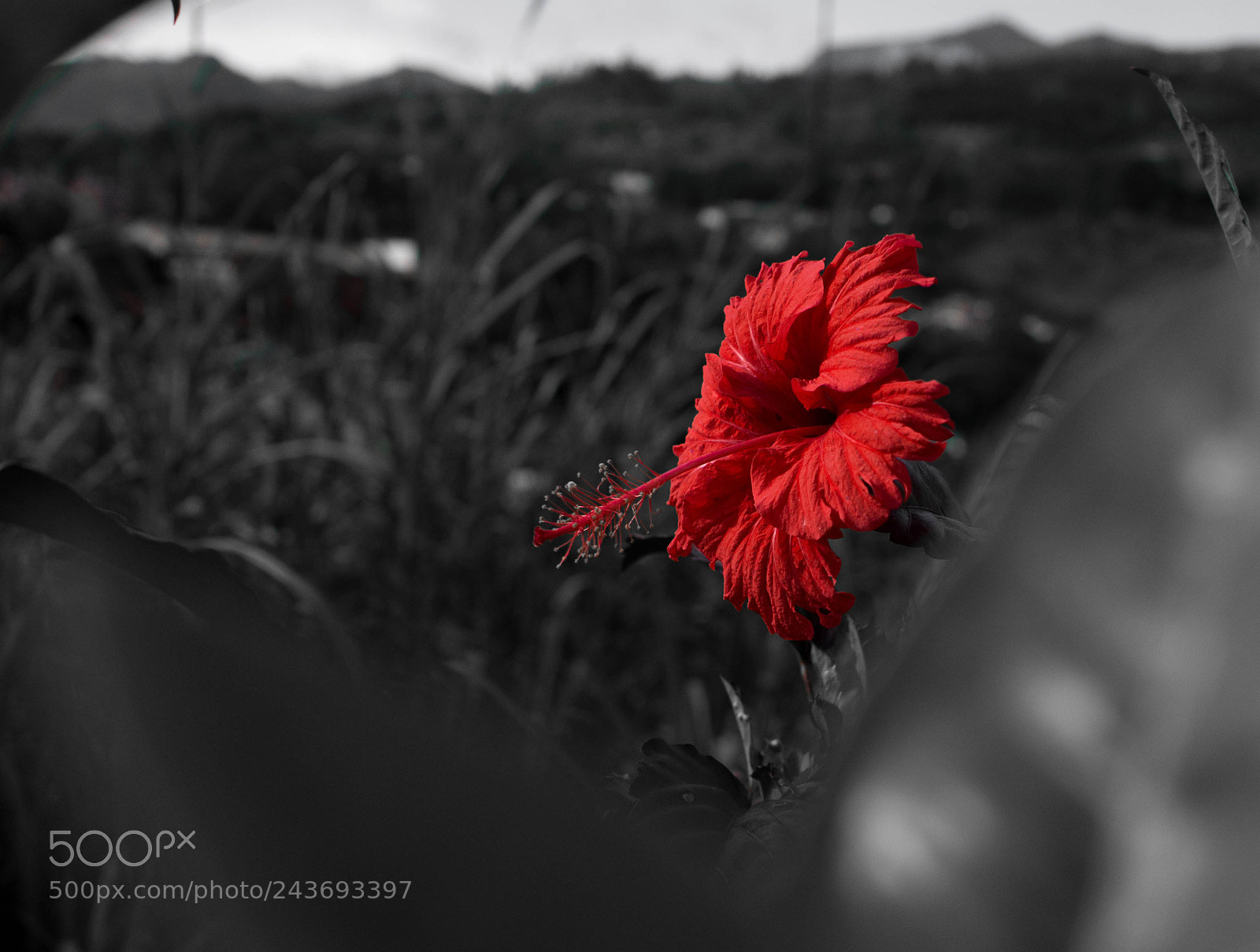 Olympus PEN E-PL6 sample photo. Red photography