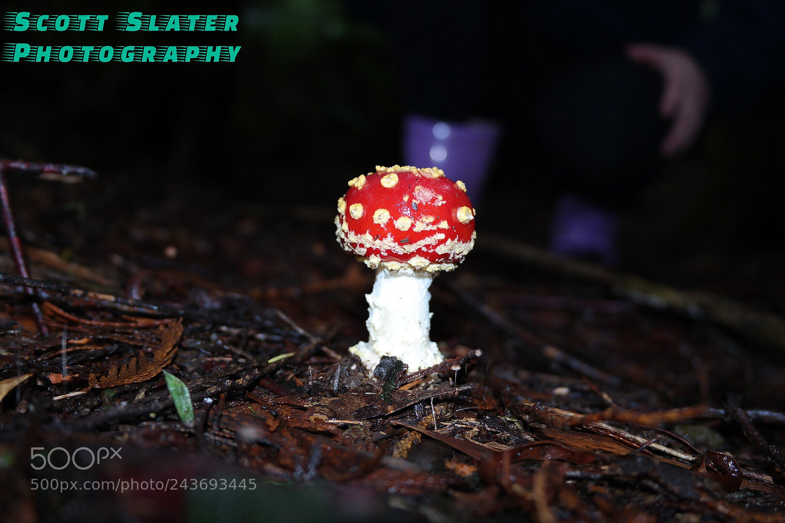 Samsung NX2000 sample photo. Untitled photography