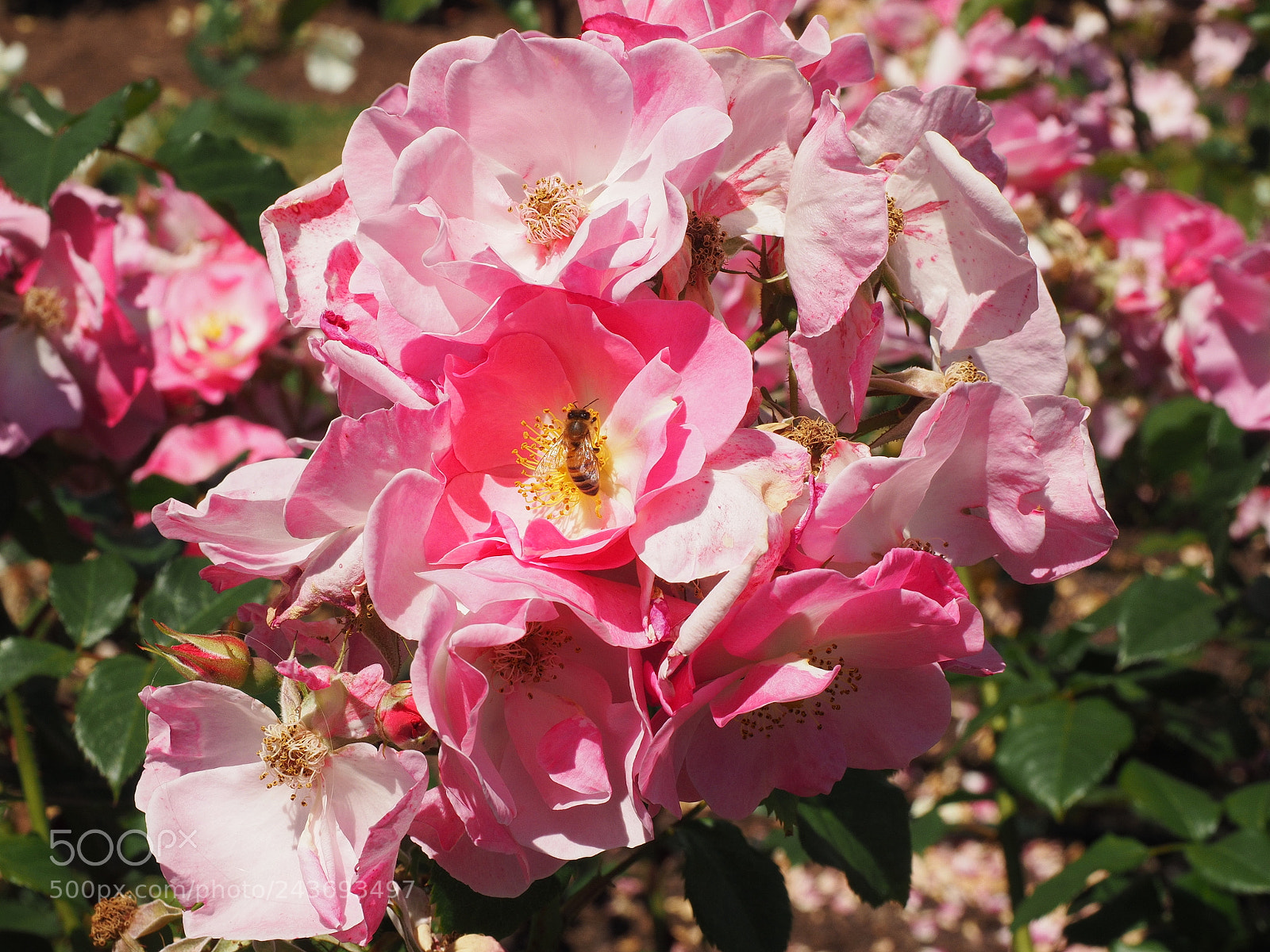 Olympus OM-D E-M1 sample photo. Pink roses photography