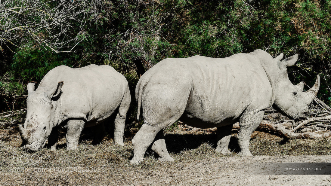 Sony Alpha a99 sample photo. Two big rhinoceros on photography