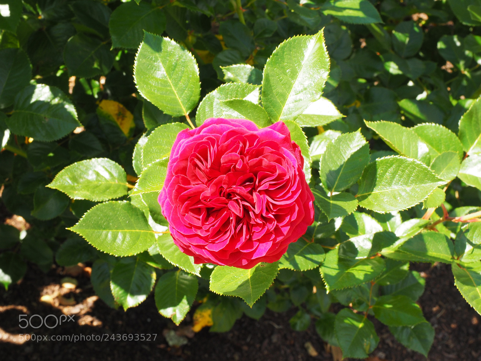 Olympus OM-D E-M1 sample photo. Red rose photography