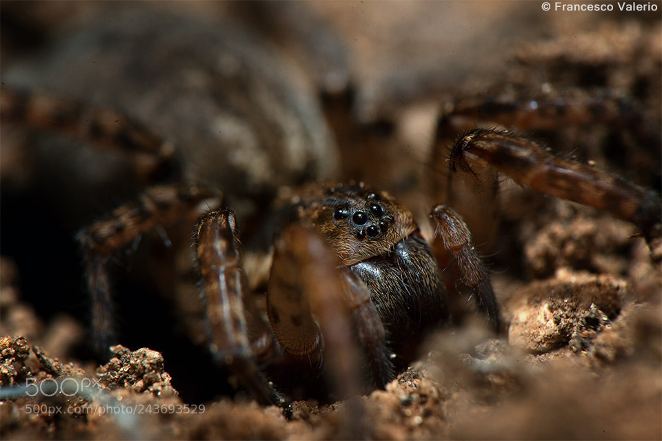 Nikon D800 sample photo. Wolf spider photography