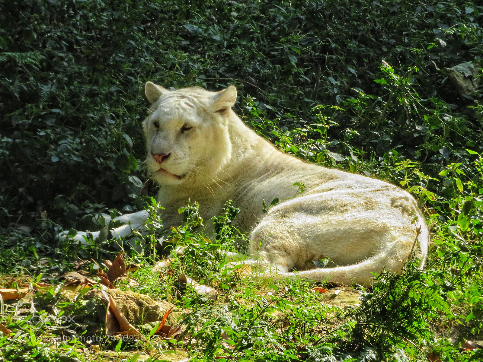 Canon PowerShot SX720 HS sample photo. Snow tiger photography