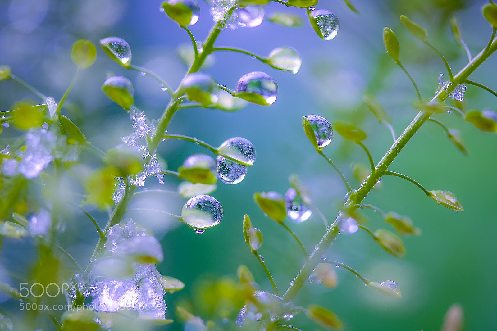 Canon EOS 760D (EOS Rebel T6s / EOS 8000D) sample photo. Drop of melting snow photography