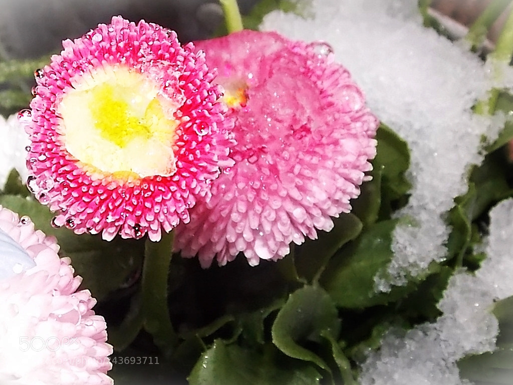 Nikon Coolpix L810 sample photo. Freezing daisy photography
