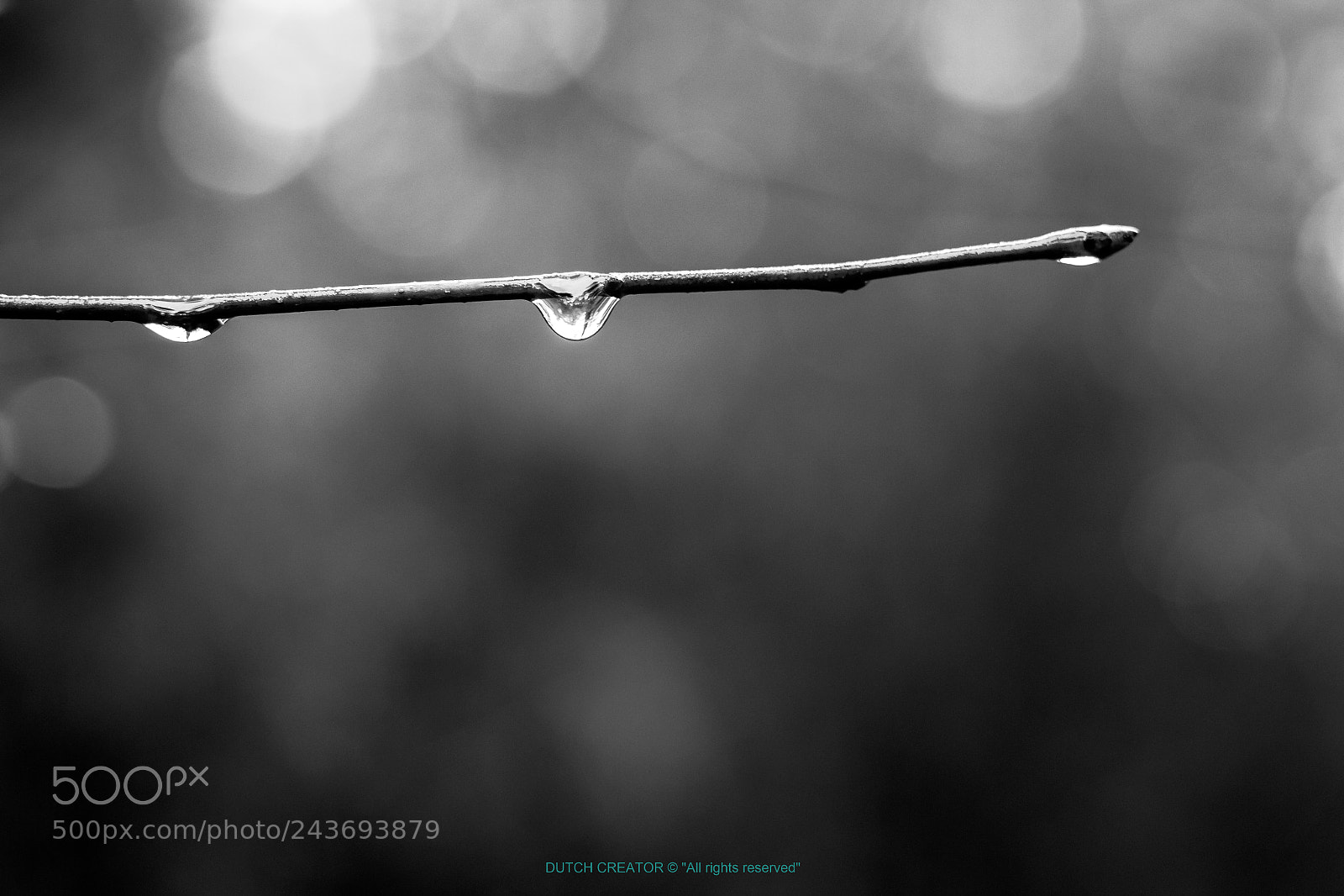 Canon EOS 1300D (EOS Rebel T6 / EOS Kiss X80) sample photo. Waterdrops on lonely branch photography