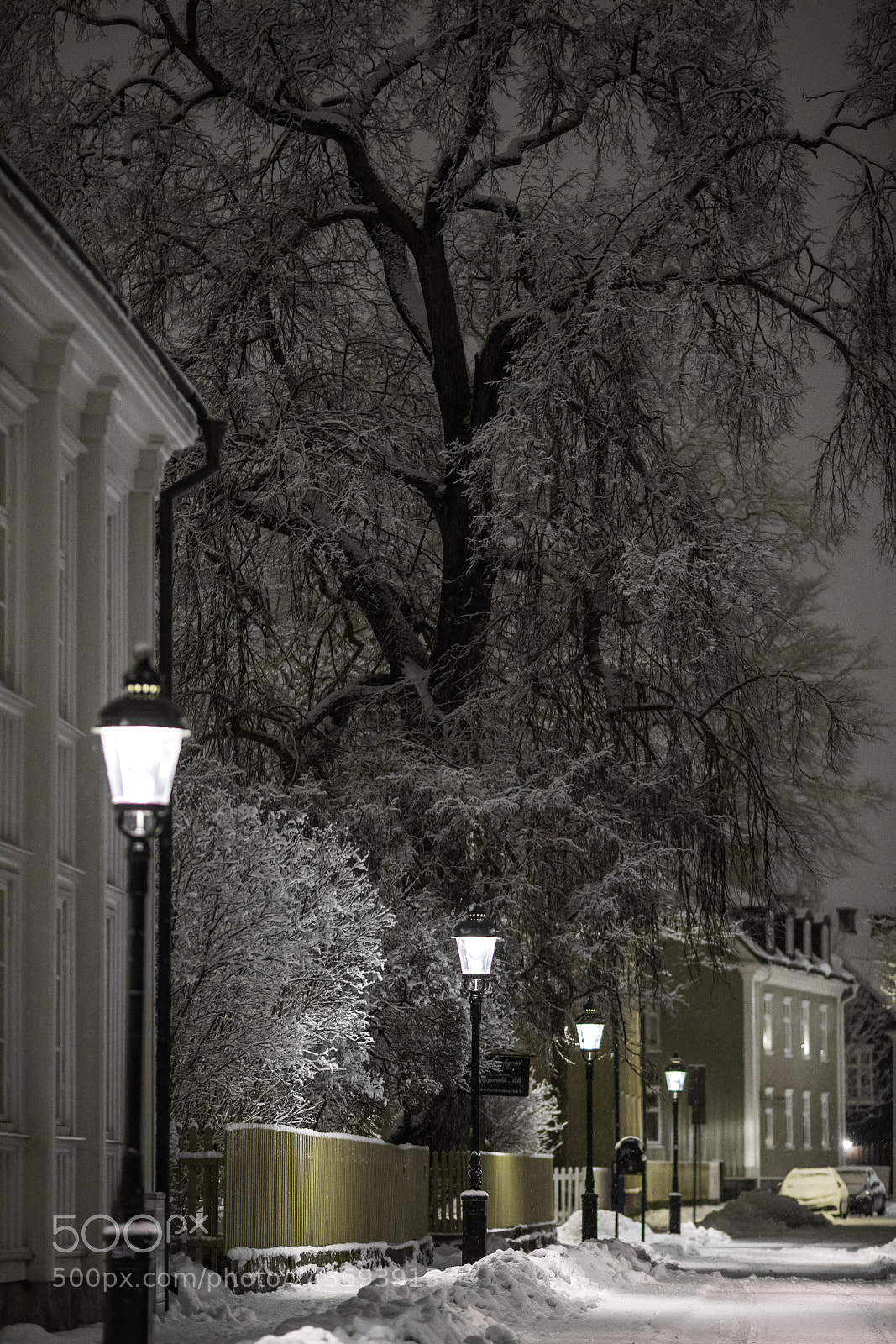 Sony a7R II sample photo. City tree photography