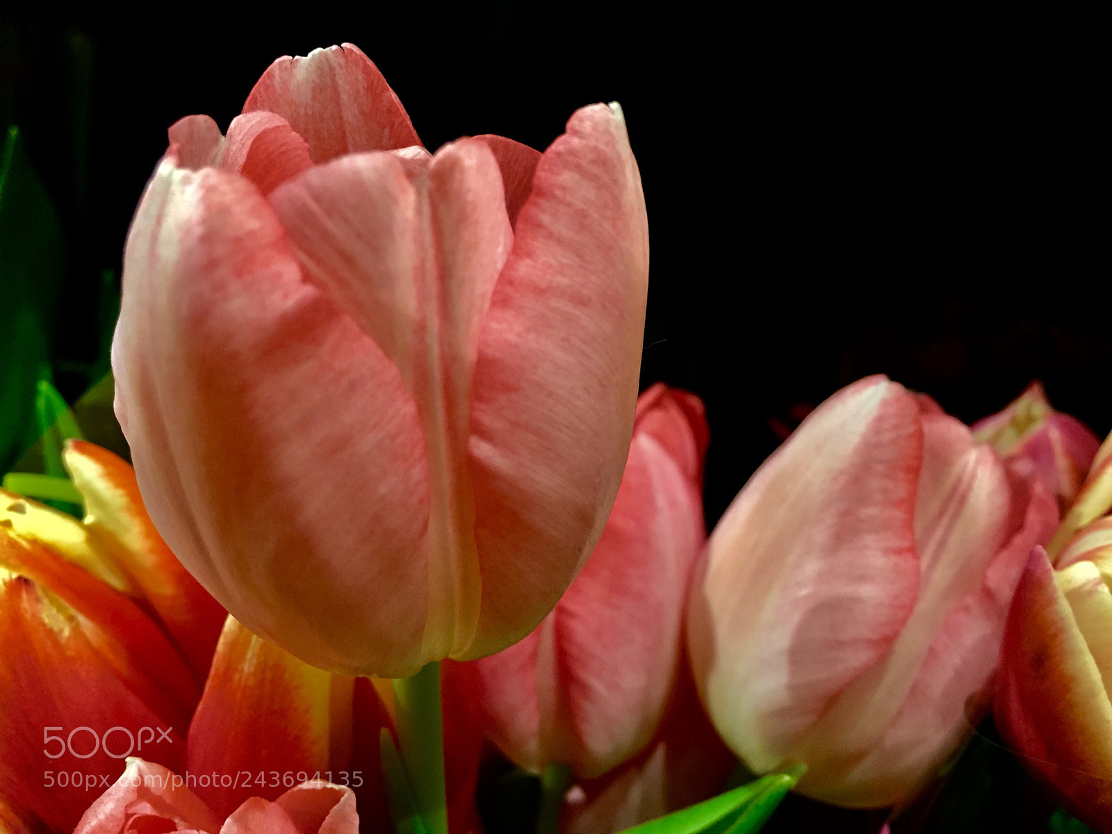Apple iPhone 6 sample photo. Tulips photography