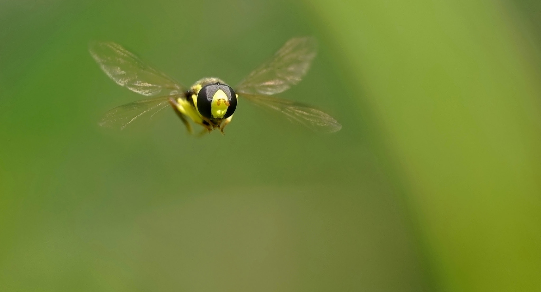 Pentax K10D + Tamron SP AF 90mm F2.8 Di Macro sample photo. Free to fly photography