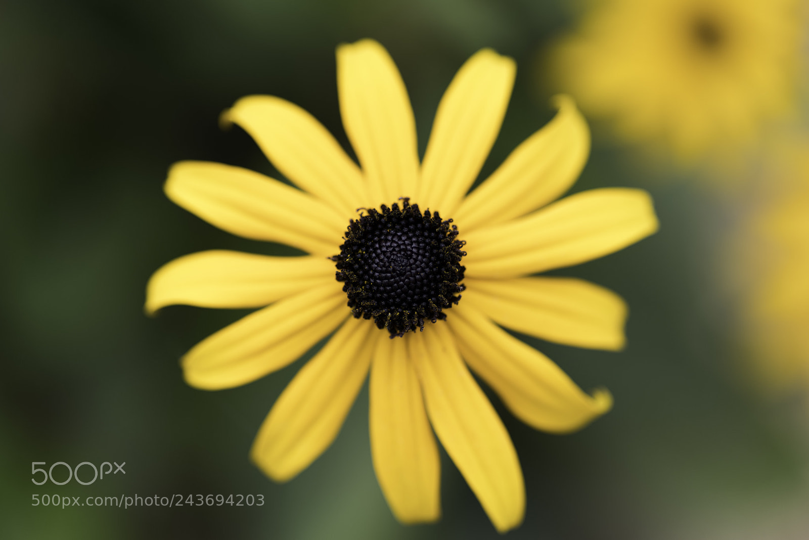 Pentax K-1 sample photo. Looking for the sun... photography