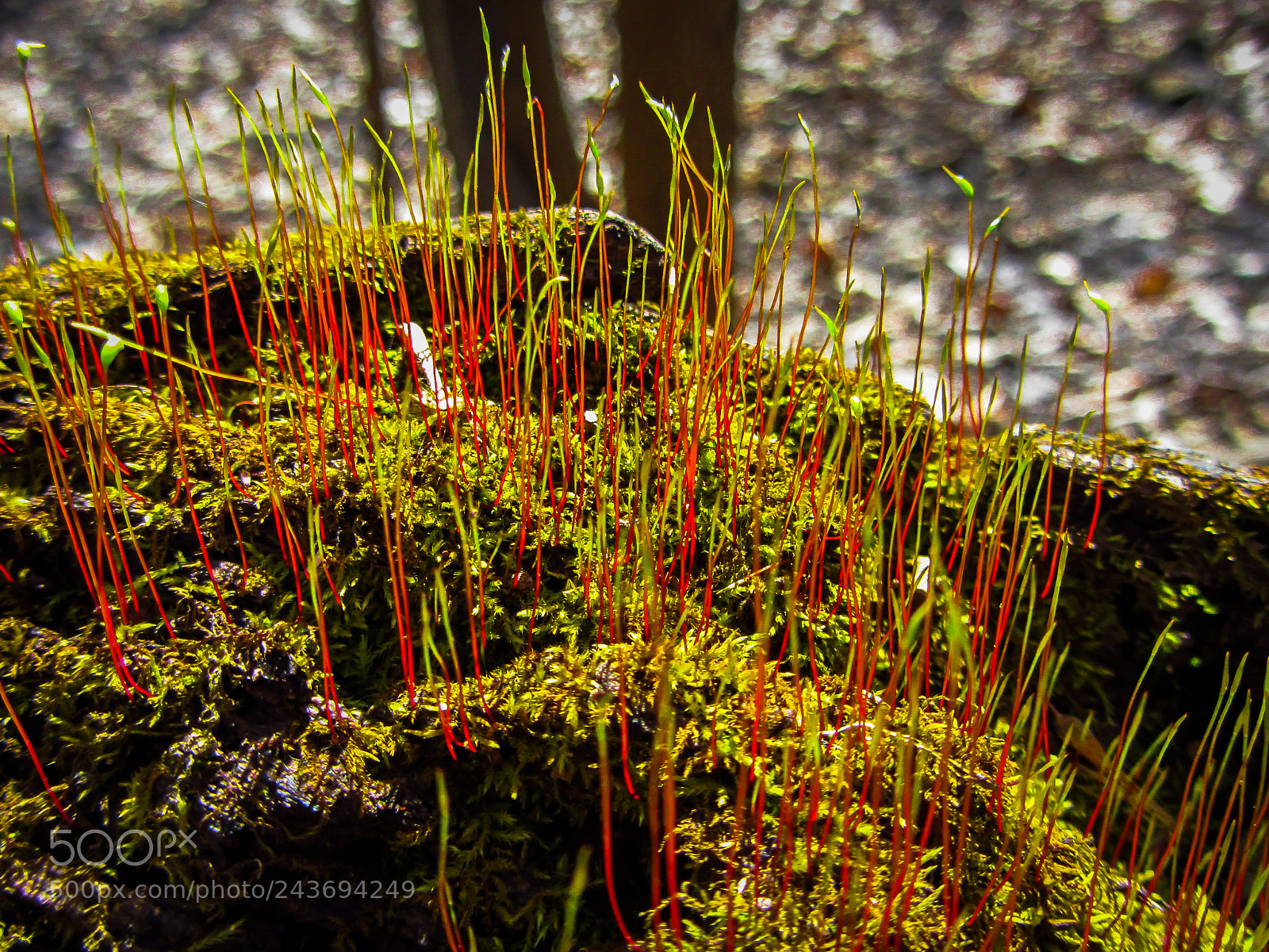 Canon PowerShot SX230 HS sample photo. Moss on a log photography