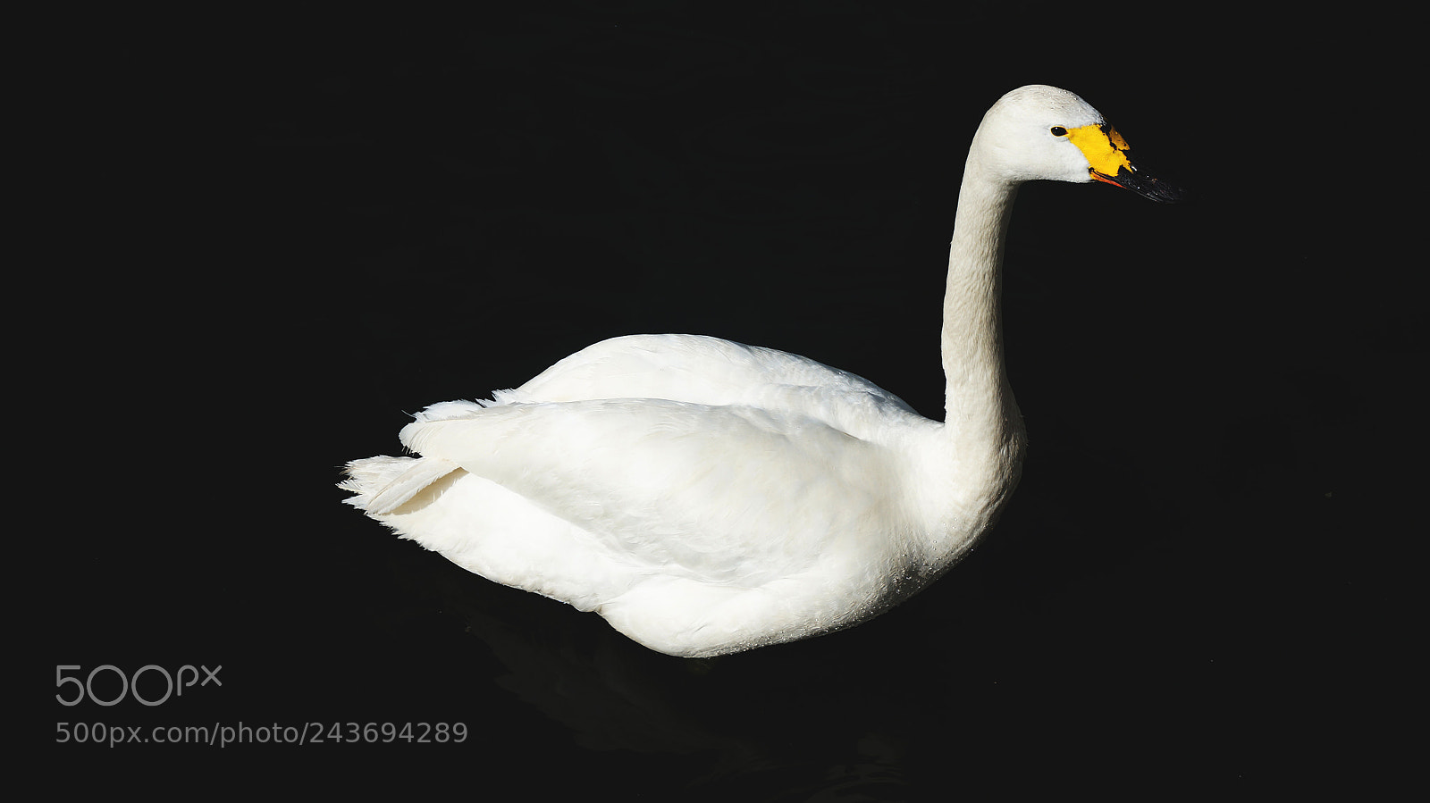 Sony SLT-A57 sample photo. Swan photography
