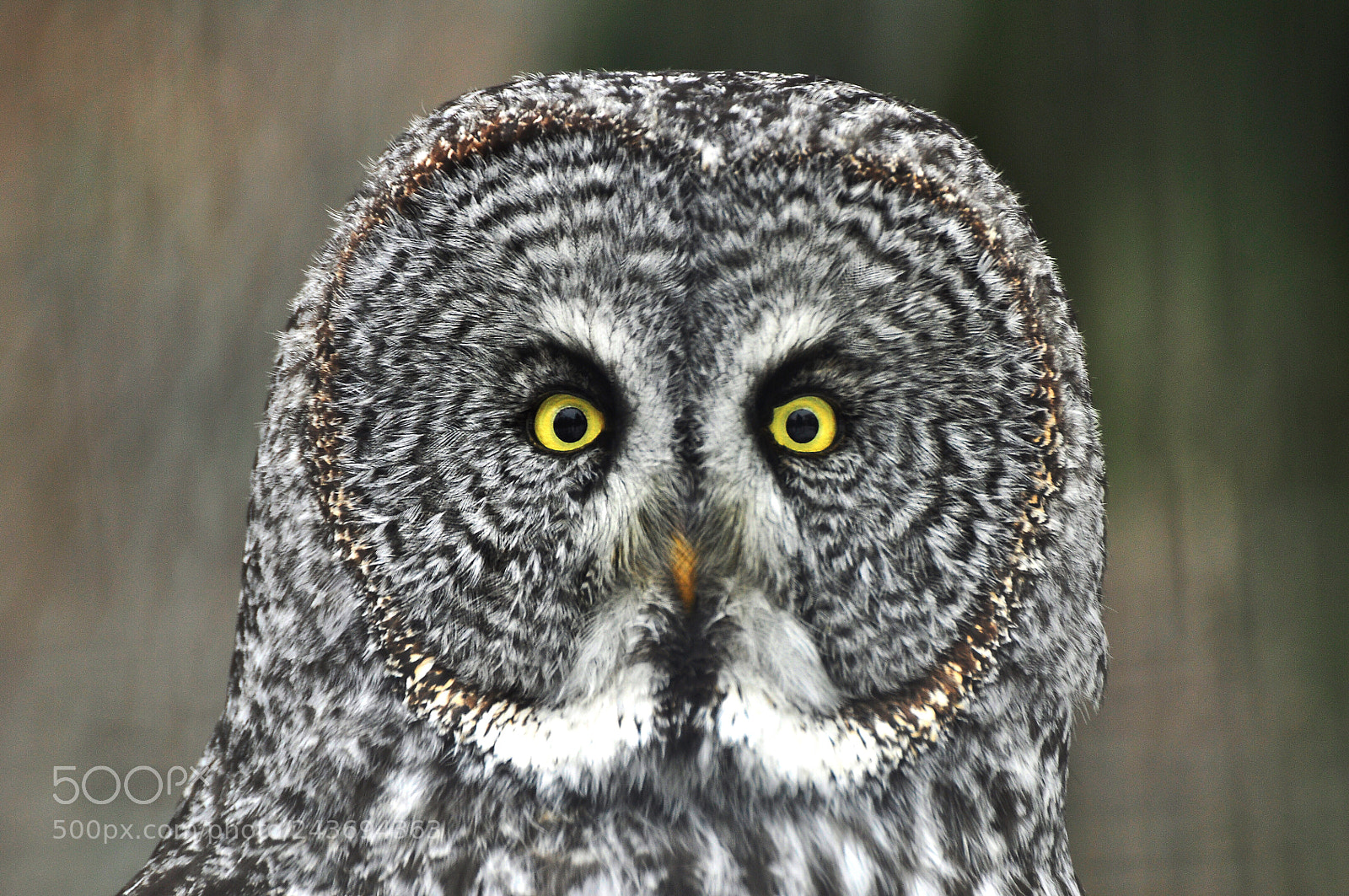 Nikon D90 sample photo. Owl photography