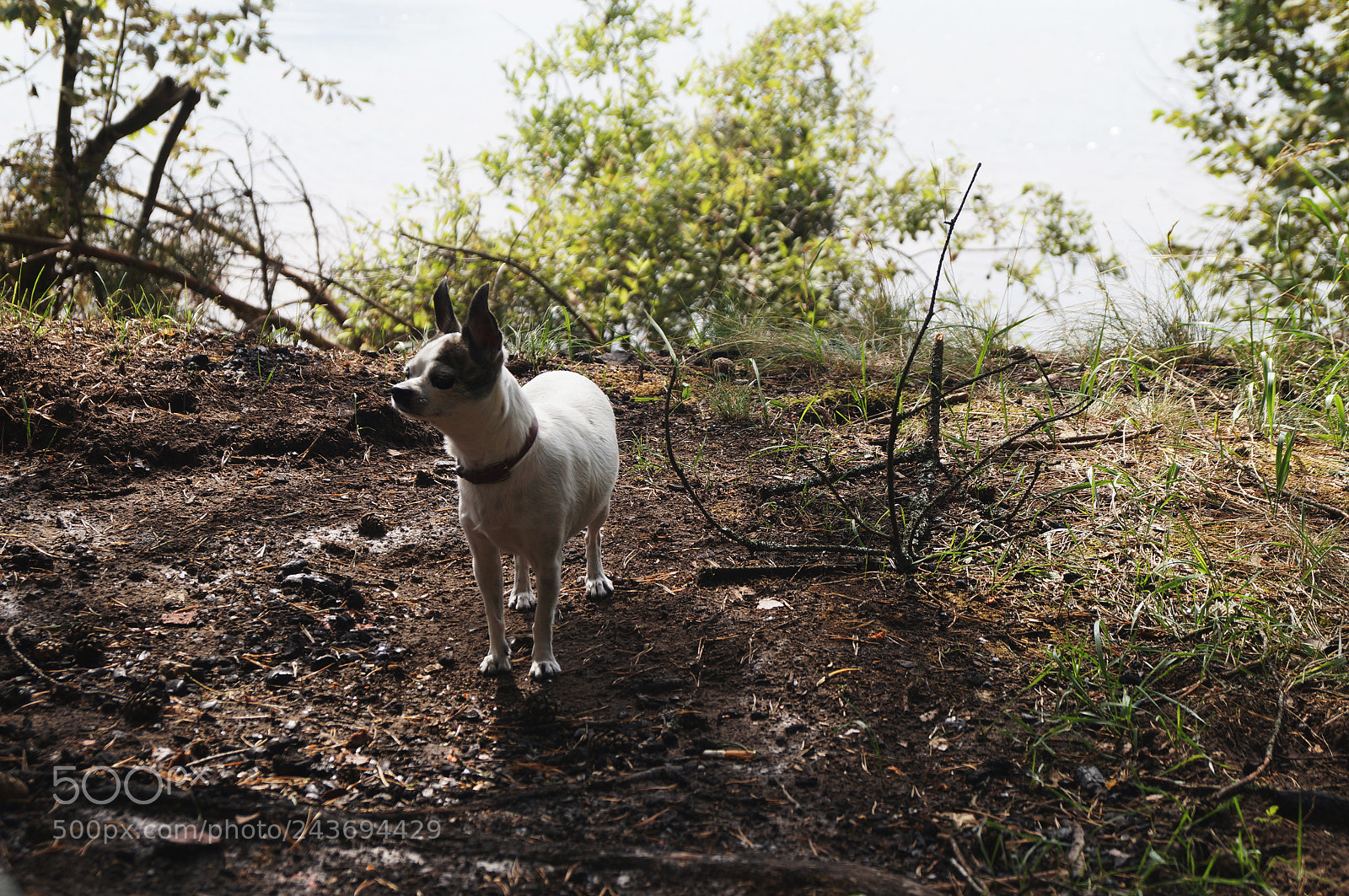 Sony SLT-A57 sample photo. Dog photography