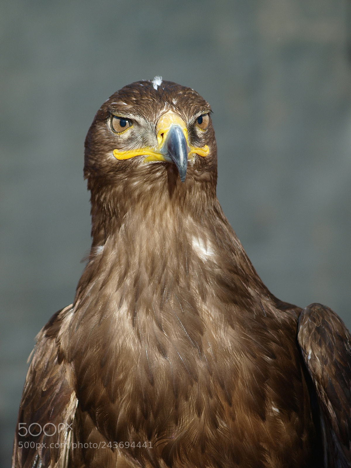 Olympus E-3 sample photo. La mirada del aguila photography