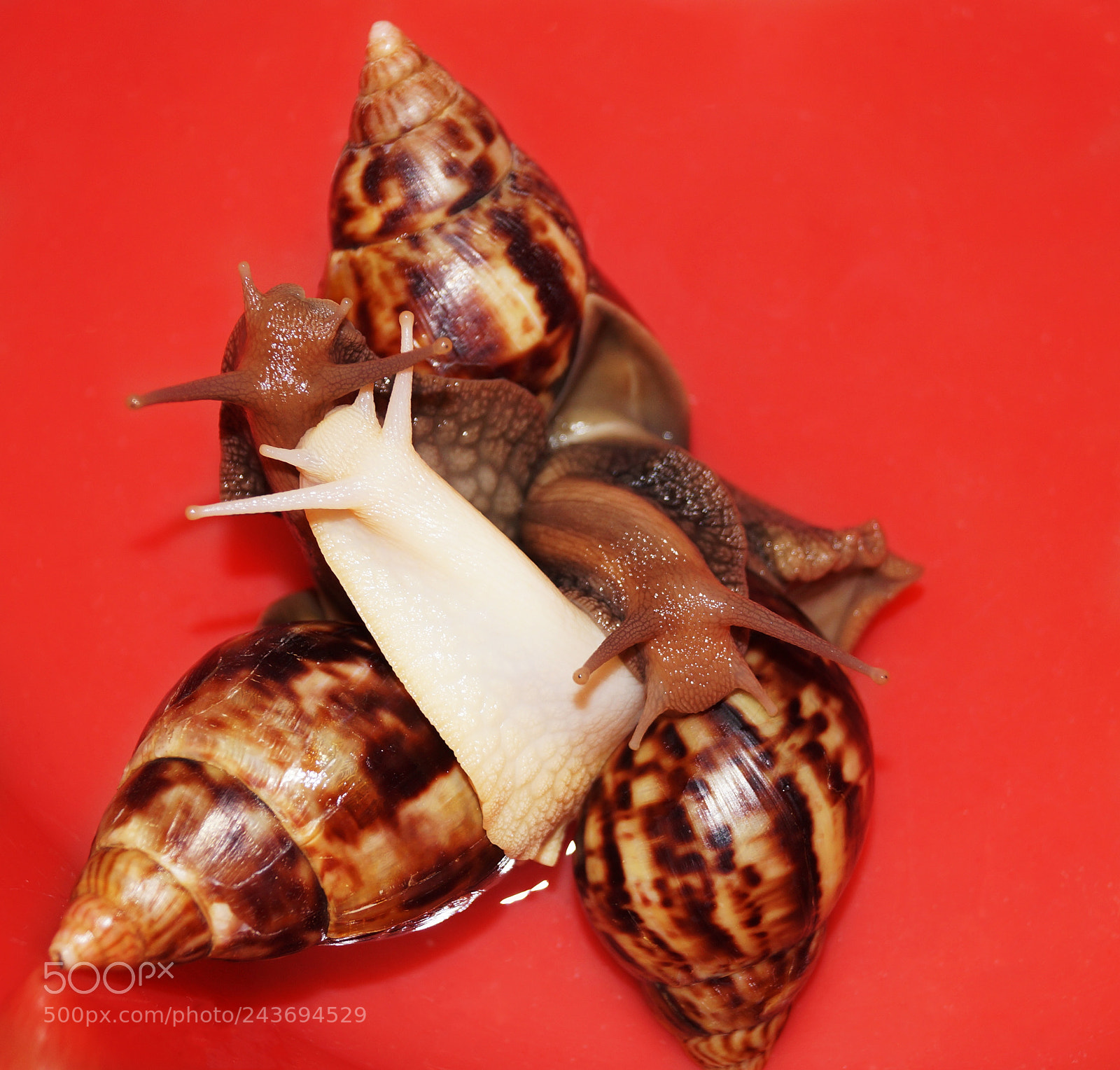 Sony SLT-A57 sample photo. Cochlea photography