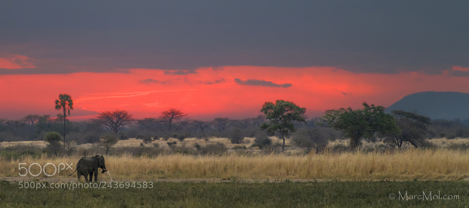 Nikon D850 sample photo. Bull ele sunset photography