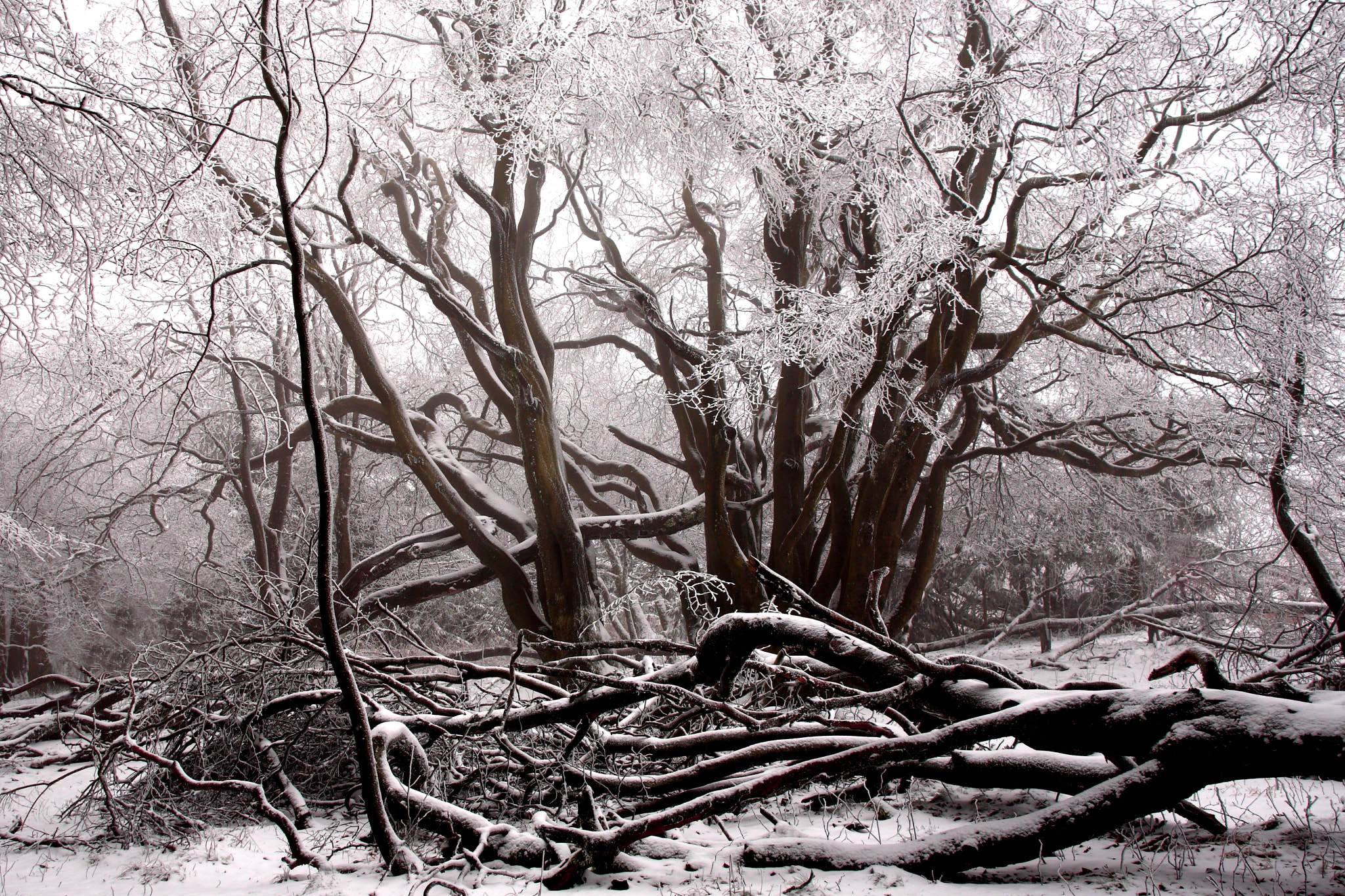 Canon EOS 5D + Canon EF 20-35mm F3.5-4.5 USM sample photo. After snowstorm photography